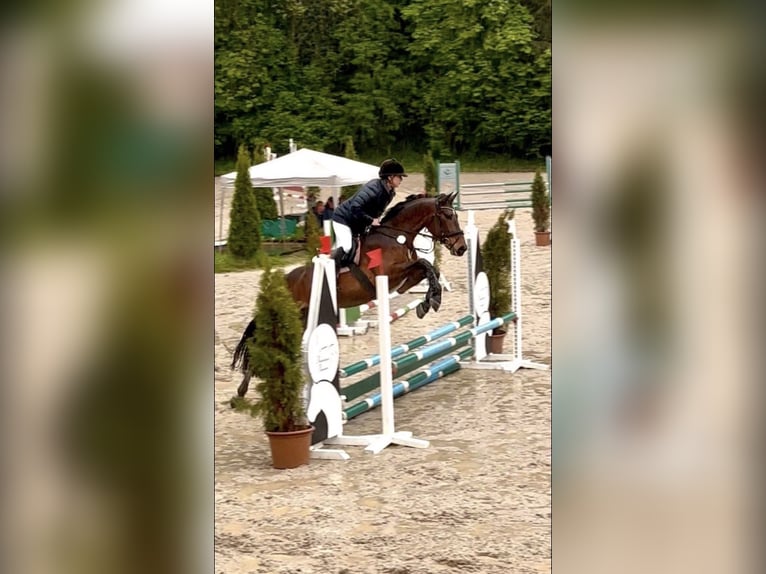 Hungarian Sport Horse Gelding 7 years 16 hh Bay-Dark in Pittenhart