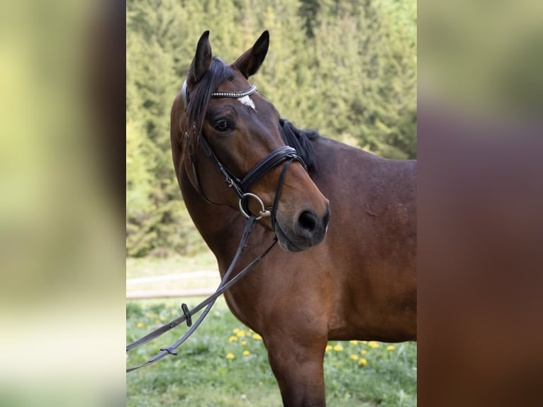 Hungarian Sport Horse Gelding 7 years 16 hh Bay-Dark in Pittenhart