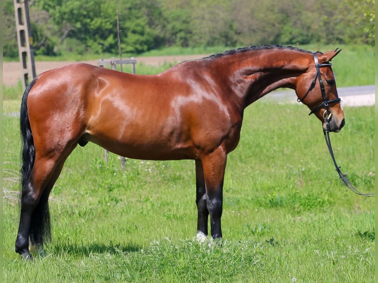 Hungarian Sport Horse Gelding 7 years 16 hh Bay in Ács