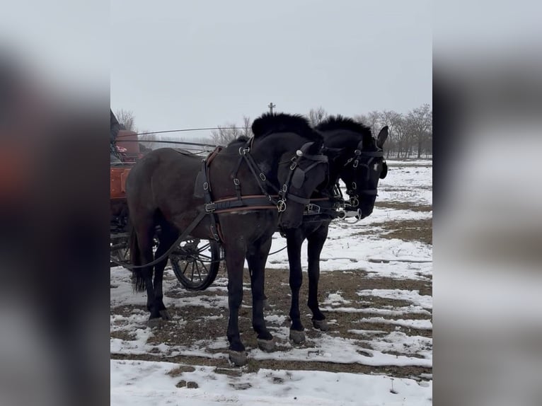 Hungarian Sport Horse Gelding 7 years 16 hh Black in Tass