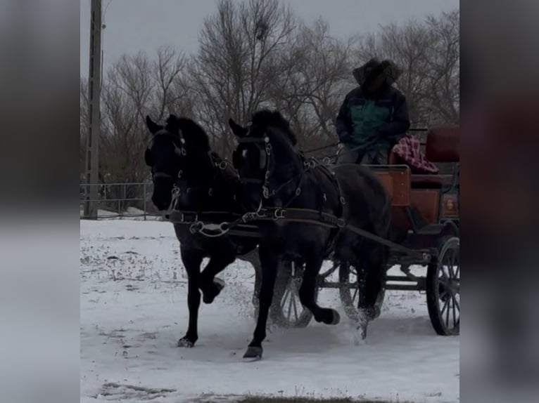 Hungarian Sport Horse Gelding 7 years 16 hh Black in Tass