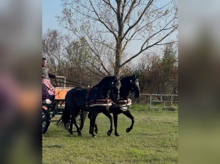 Hungarian Sport Horse Gelding 7 years 16 hh Black in Tass