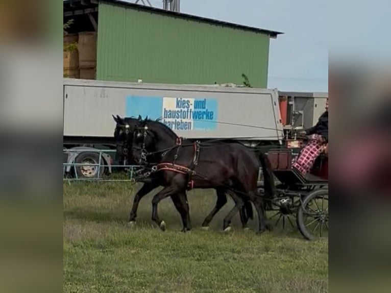 Hungarian Sport Horse Gelding 7 years 16 hh Black in Tass
