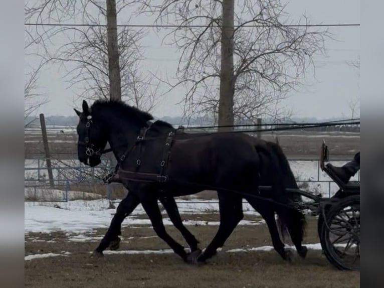 Hungarian Sport Horse Gelding 7 years 16 hh Black in Tass