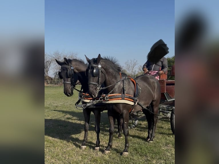 Hungarian Sport Horse Gelding 7 years 16 hh Black in Tass