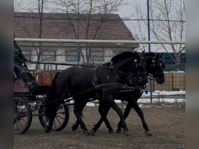 Hungarian Sport Horse Gelding 7 years 16 hh Black in Tass