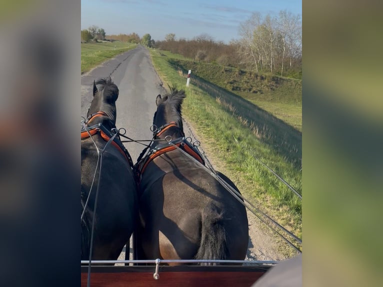 Hungarian Sport Horse Gelding 7 years 16 hh Black in Tass
