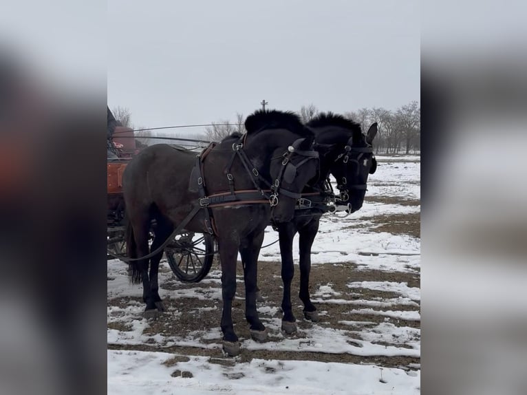 Hungarian Sport Horse Gelding 7 years 16 hh Black in Tass
