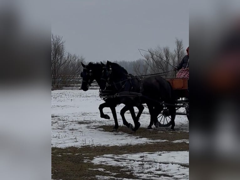 Hungarian Sport Horse Gelding 7 years 16 hh Black in Tass