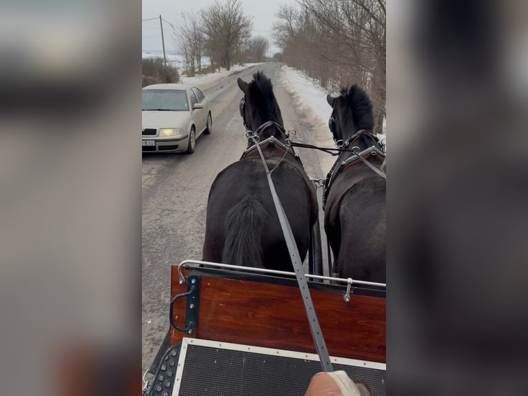 Hungarian Sport Horse Gelding 7 years 16 hh Black in Tass