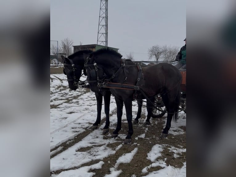 Hungarian Sport Horse Gelding 7 years 16 hh Black in Tass