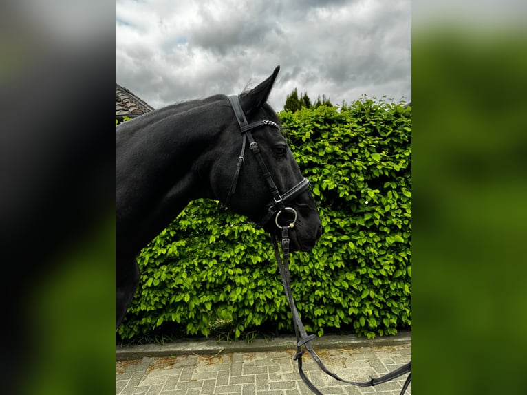 Hungarian Sport Horse Gelding 7 years 16 hh Black in Einbeck