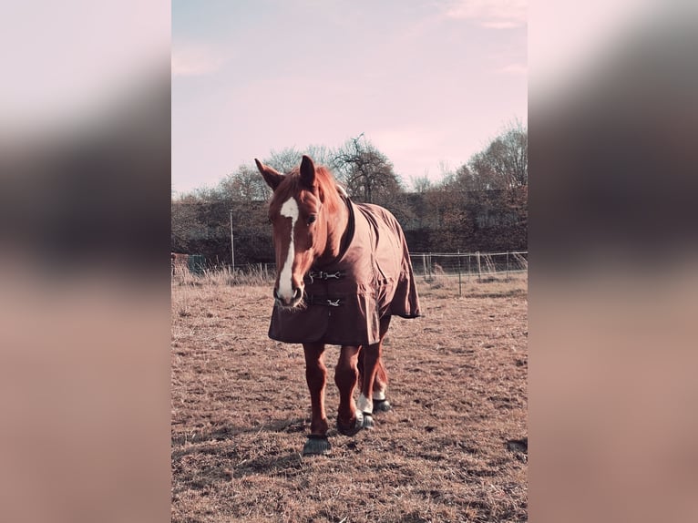Hungarian Sport Horse Gelding 7 years 16 hh Chestnut-Red in Heinsberg