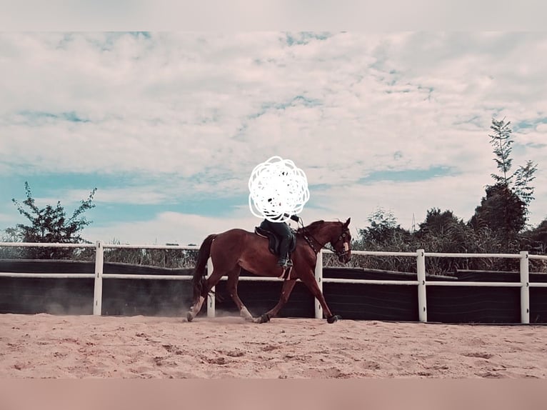 Hungarian Sport Horse Gelding 7 years 16 hh Chestnut-Red in Heinsberg
