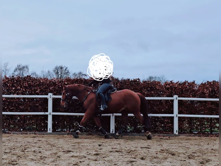 Hungarian Sport Horse Gelding 7 years 16 hh Chestnut-Red in Heinsberg