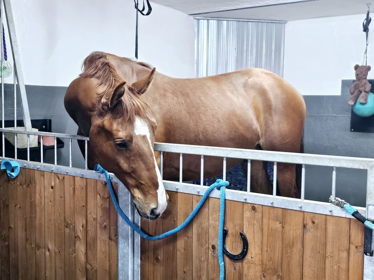 Hungarian Sport Horse Gelding 7 years 16 hh Chestnut-Red in Heinsberg