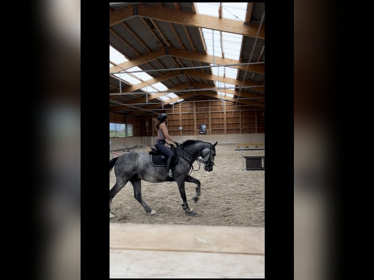 Hungarian Sport Horse Gelding 7 years 16 hh Gray in Achern