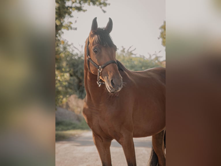 Hungarian Sport Horse Gelding 7 years 16,1 hh Brown in Ha&#xDF;loch