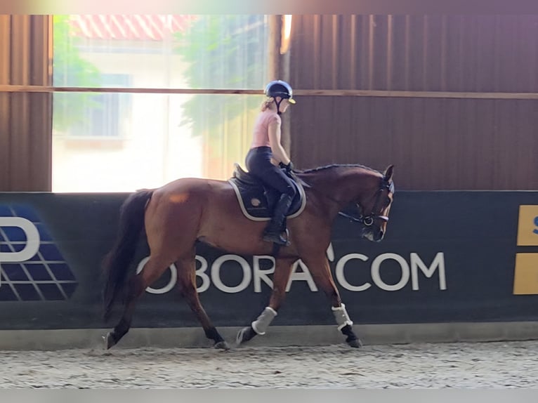 Hungarian Sport Horse Gelding 7 years 16,1 hh Brown in Schattendorf