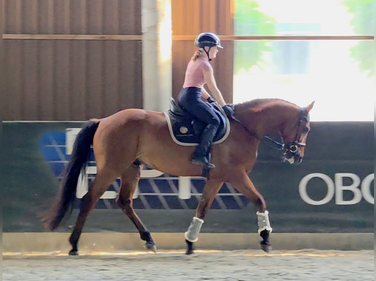 Hungarian Sport Horse Gelding 7 years 16,1 hh Brown in Schattendorf
