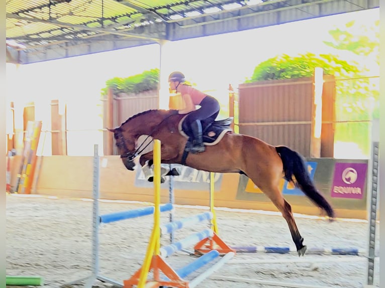 Hungarian Sport Horse Gelding 7 years 16,1 hh Brown in Schattendorf
