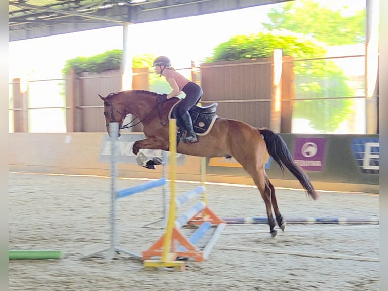Hungarian Sport Horse Gelding 7 years 16,1 hh Brown in Schattendorf