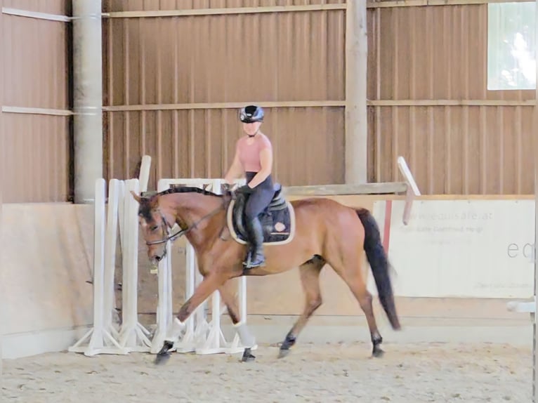 Hungarian Sport Horse Gelding 7 years 16,1 hh Brown in Schattendorf