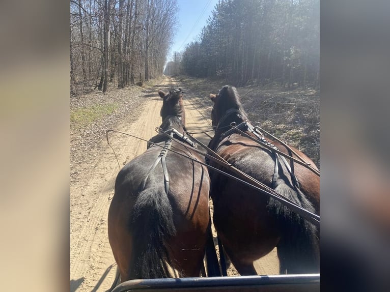 Hungarian Sport Horse Gelding 7 years 16,2 hh Bay in Tasd