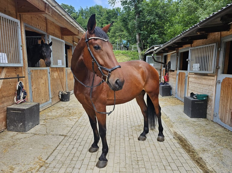 Hungarian Sport Horse Gelding 7 years 16,2 hh Brown in Breitenfurt bei Wien