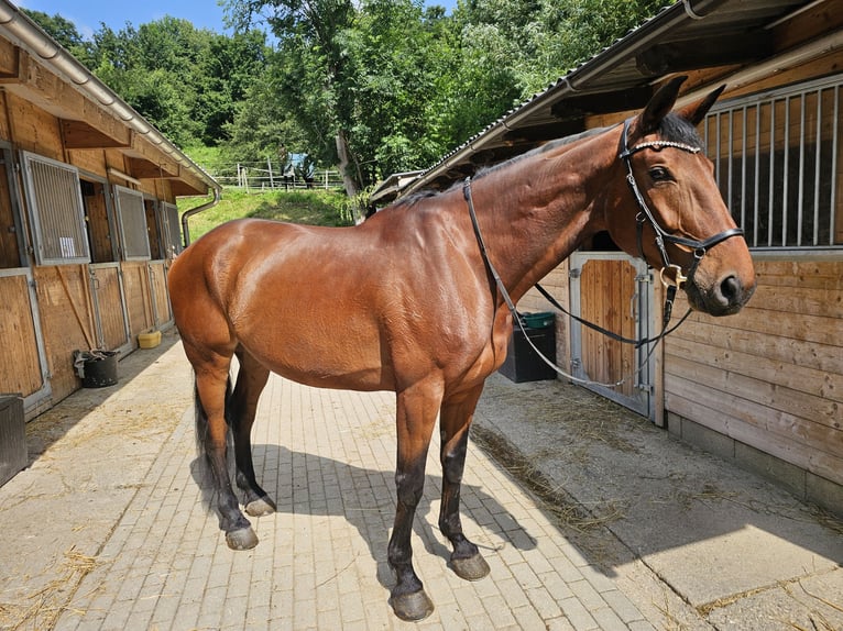 Hungarian Sport Horse Gelding 7 years 16,2 hh Brown in Breitenfurt bei Wien