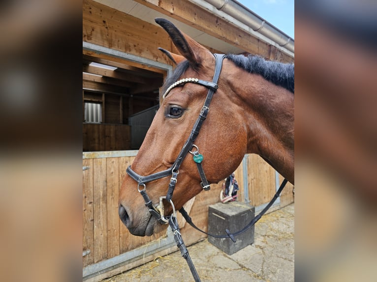 Hungarian Sport Horse Gelding 7 years 16,2 hh Brown in Breitenfurt bei Wien