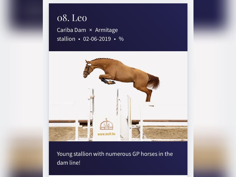 Hungarian Sport Horse Gelding 7 years 16,2 hh Chestnut-Red in Máriakálnok