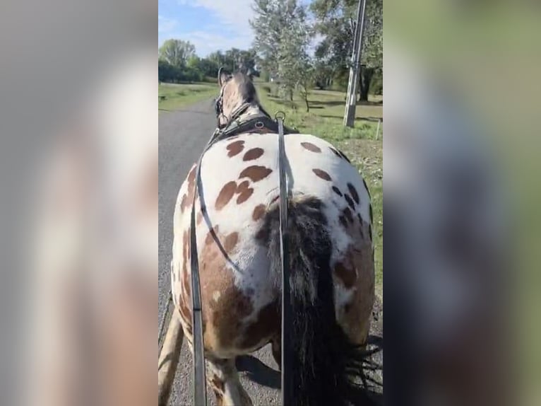 Hungarian Sport Horse Gelding 7 years 16,2 hh Leopard-Piebald in Tass