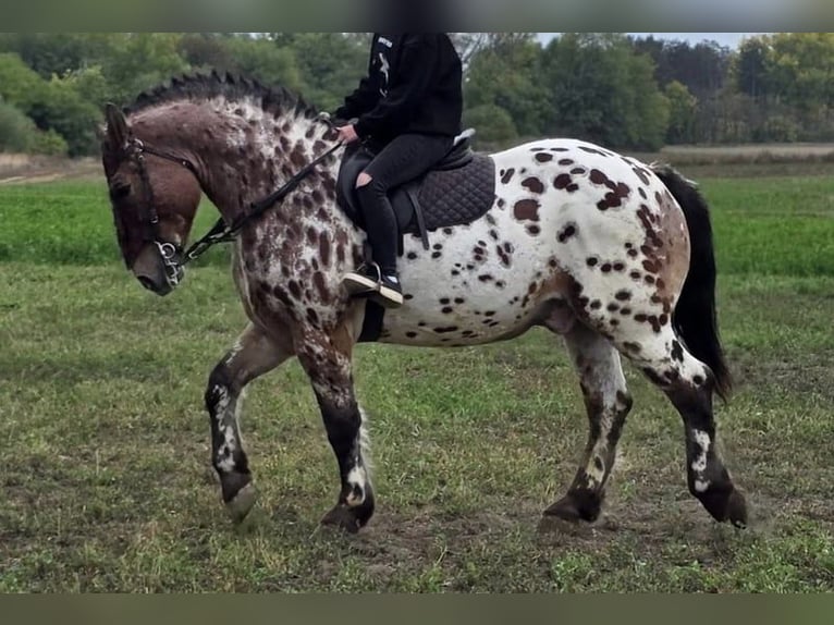 Hungarian Sport Horse Gelding 7 years 16,2 hh Leopard-Piebald in Tass