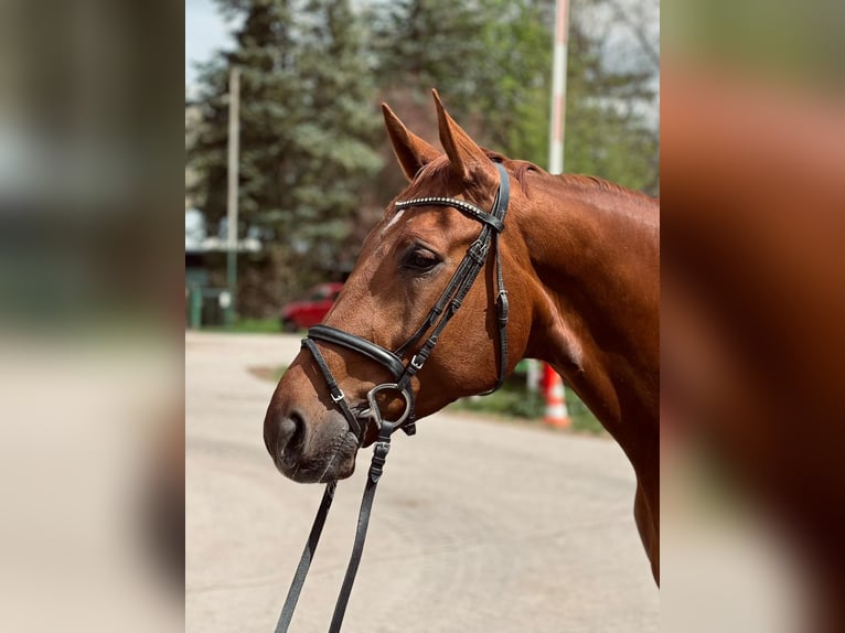 Hungarian Sport Horse Gelding 7 years 17 hh Chestnut-Red in Garching bei München