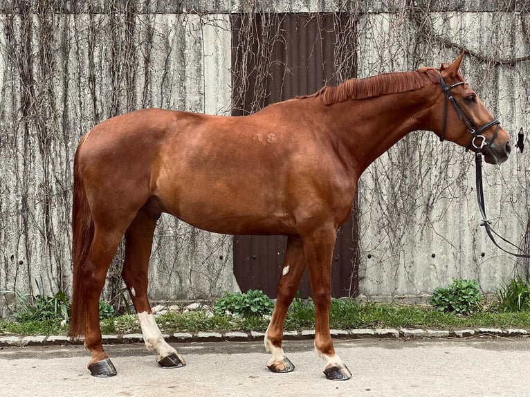 Hungarian Sport Horse Gelding 7 years 17 hh Chestnut-Red in Garching bei München