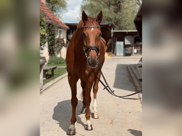 Hungarian Sport Horse Gelding 7 years 17 hh Chestnut-Red in Garching bei München