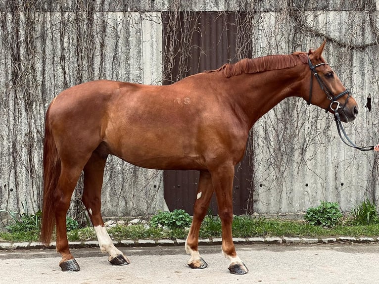 Hungarian Sport Horse Gelding 7 years 17 hh Chestnut-Red in Garching bei München