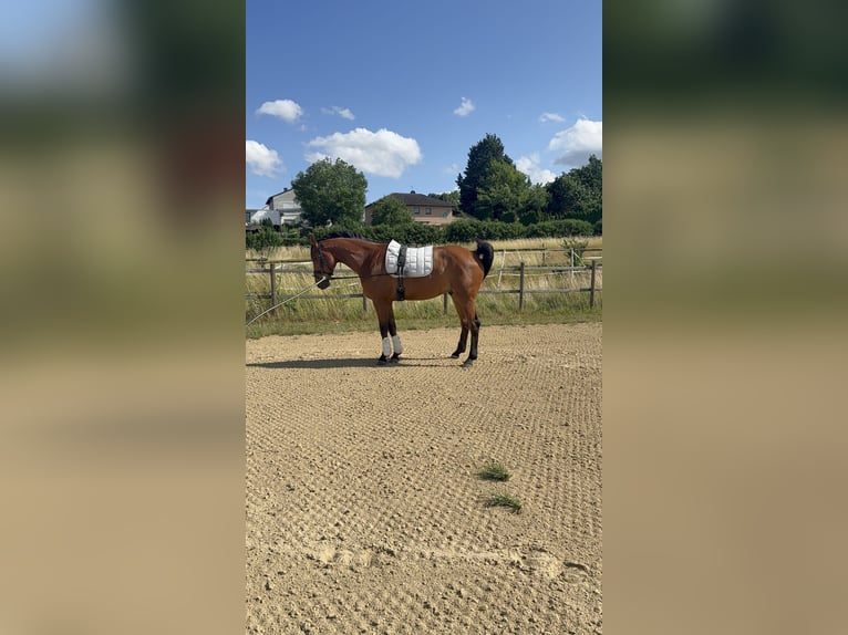 Hungarian Sport Horse Gelding 7 years Brown in Bad Kreuznach