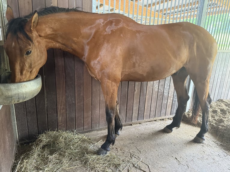 Hungarian Sport Horse Gelding 7 years Brown in Bad Kreuznach