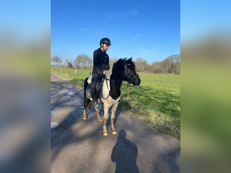 Hungarian Sport Horse Gelding 8 years 12,2 hh Pinto in Straelen