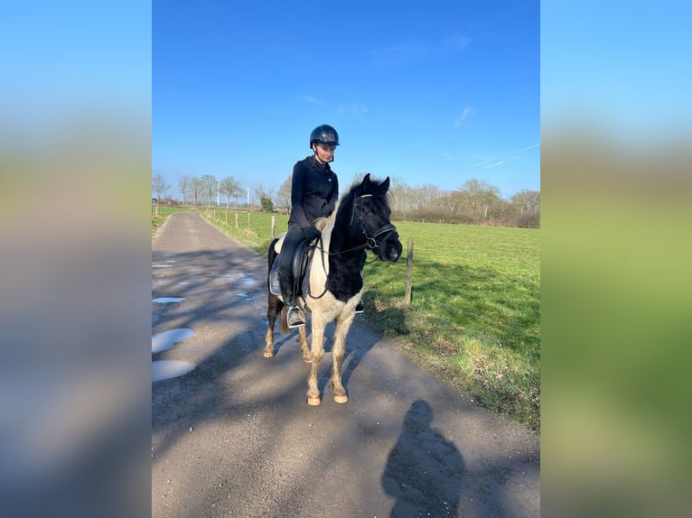 Hungarian Sport Horse Gelding 8 years 12,2 hh Pinto in Straelen