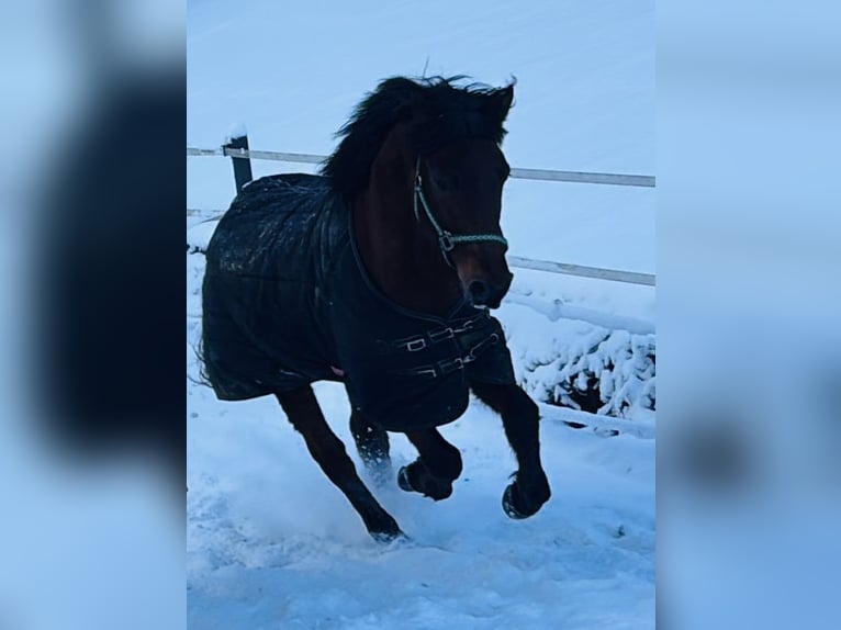 Hungarian Sport Horse Gelding 8 years 13,2 hh Brown in Nußdorf
