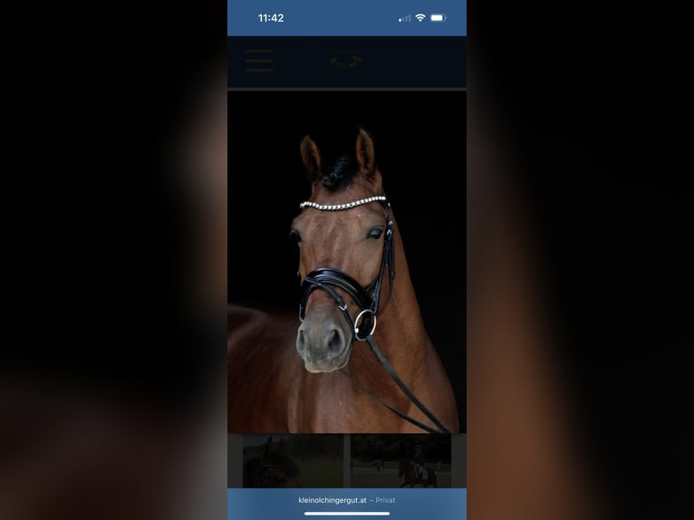 Hungarian Sport Horse Gelding 8 years 13,2 hh Brown in Nußdorf