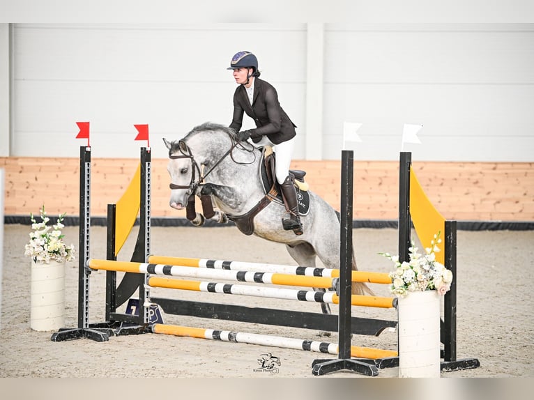 Hungarian Sport Horse Gelding 8 years 13,3 hh Grey in Langenzersdorf
