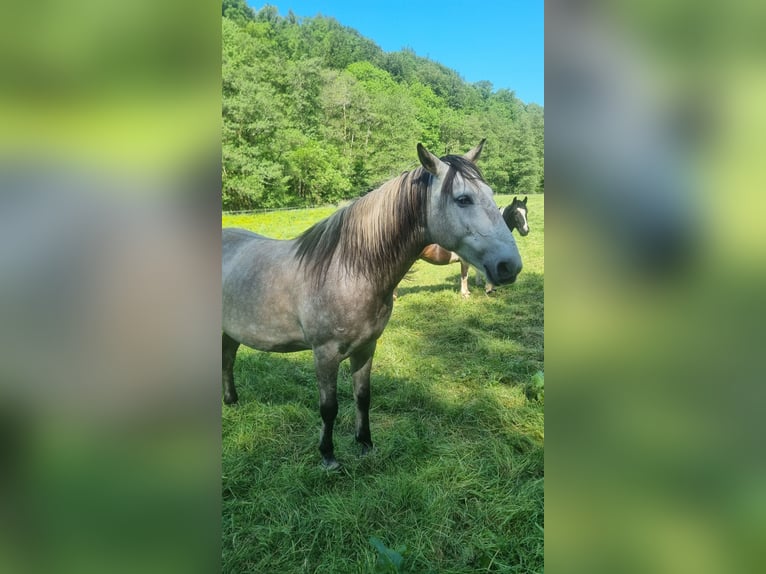 Hungarian Sport Horse Gelding 8 years 14.1 hh Can be white in Bickendorf