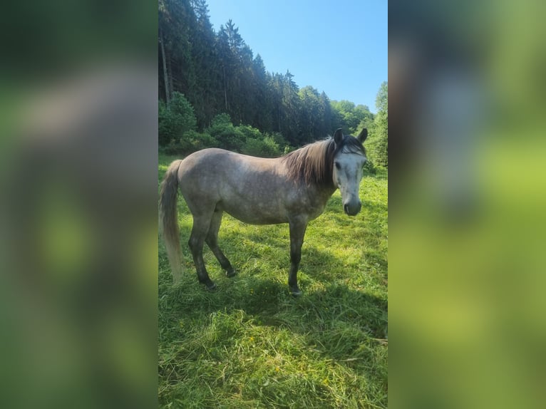 Hungarian Sport Horse Gelding 8 years 14.1 hh Can be white in Bickendorf