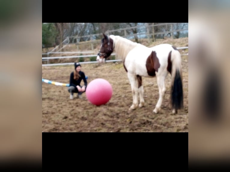 Hungarian Sport Horse Gelding 8 years 14,1 hh Pinto in Prackenbach