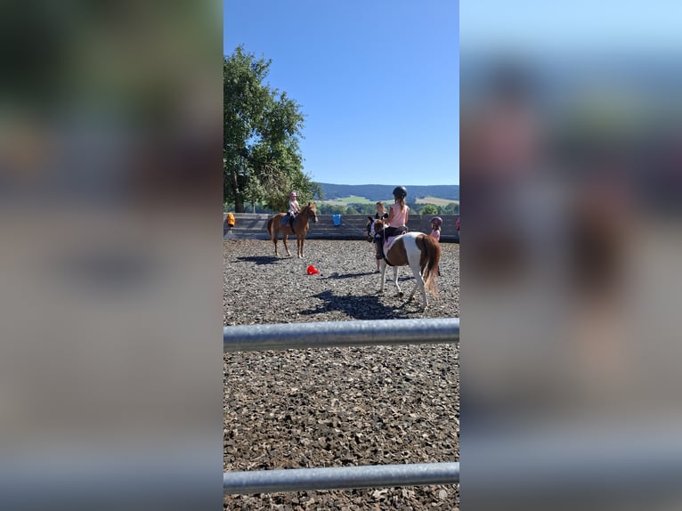 Hungarian Sport Horse Gelding 8 years 15.1 hh Chestnut-Red in Aigen-Schlägl