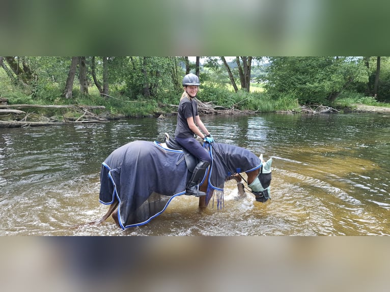 Hungarian Sport Horse Gelding 8 years 15.1 hh Chestnut-Red in Aigen-Schlägl